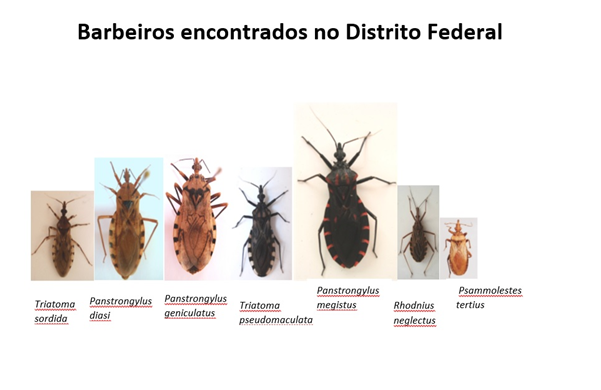 percevejos barbeiros, encontrados no Distrito Federal. Fonte: Secretaria de Saúde do Distrito Federal 