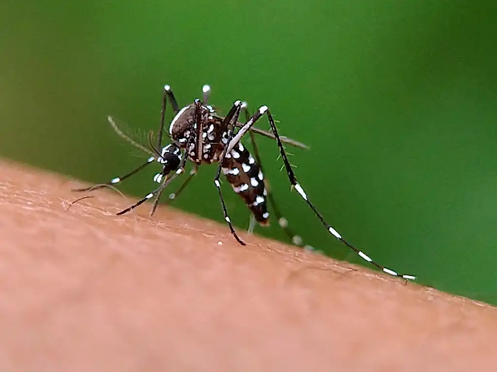 O Mosquito Aedes aegypti é atualmente um dos grandes problemas quando o assunto é pragas e saúde pública