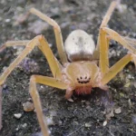 Descubra quando a aranha marrom se torna uma praga, aprenda sobre sua periculosidade e conheça métodos eficazes de prevenção e controle. Proteja sua família e propriedade com informações especializadas!