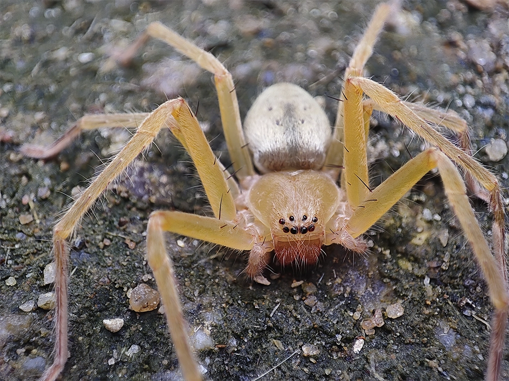 Descubra quando a aranha marrom se torna uma praga, aprenda sobre sua periculosidade e conheça métodos eficazes de prevenção e controle. Proteja sua família e propriedade com informações especializadas!