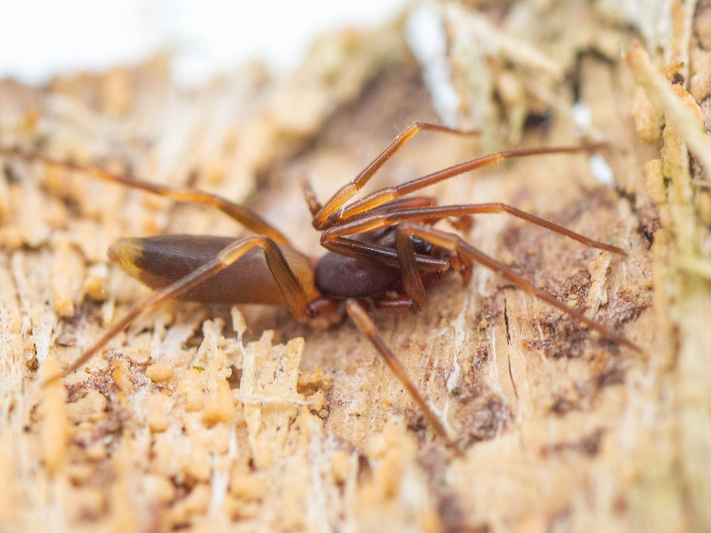 a aranha marrom é responsável por vários acidentes de picadas no Brasil