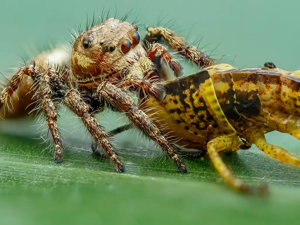 a natureza já possui métodos de controle biológico de pragas altamente eficazes