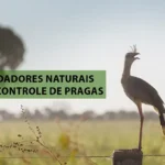 Explore o poder dos predadores naturais no controle biológico de pragas. Descubra estratégias eficazes, desde plantas companheiras até tecnologias inovadoras, para uma agricultura sustentável e produtiva.