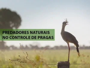 Explore o poder dos predadores naturais no controle biológico de pragas. Descubra estratégias eficazes, desde plantas companheiras até tecnologias inovadoras, para uma agricultura sustentável e produtiva.