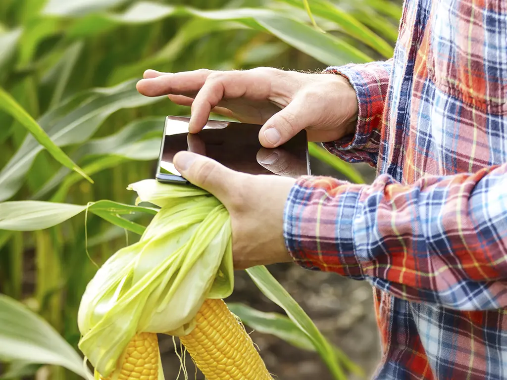 a tecnologia de inspeção com apoio de tablets, celulares e leitires de imagem são uma grande força para técnicos e gestores de áreas de cultivo na Gestão Integrada de Pragas.